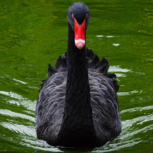 Black Swan Pfp