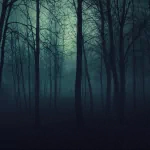 dark forest PFP