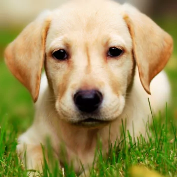 Animal dog PFP