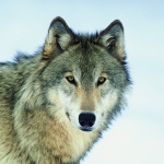 Wolf Pfp