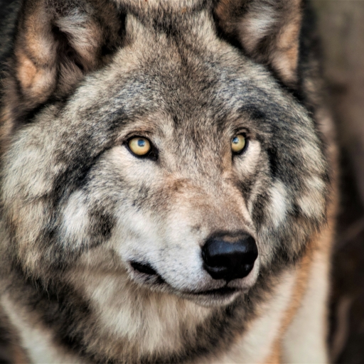 Download Grey Wolf Animal Wolf PFP