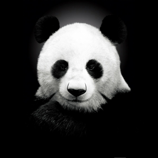 Download Animal Panda Pfp