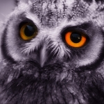 Owl Pfp