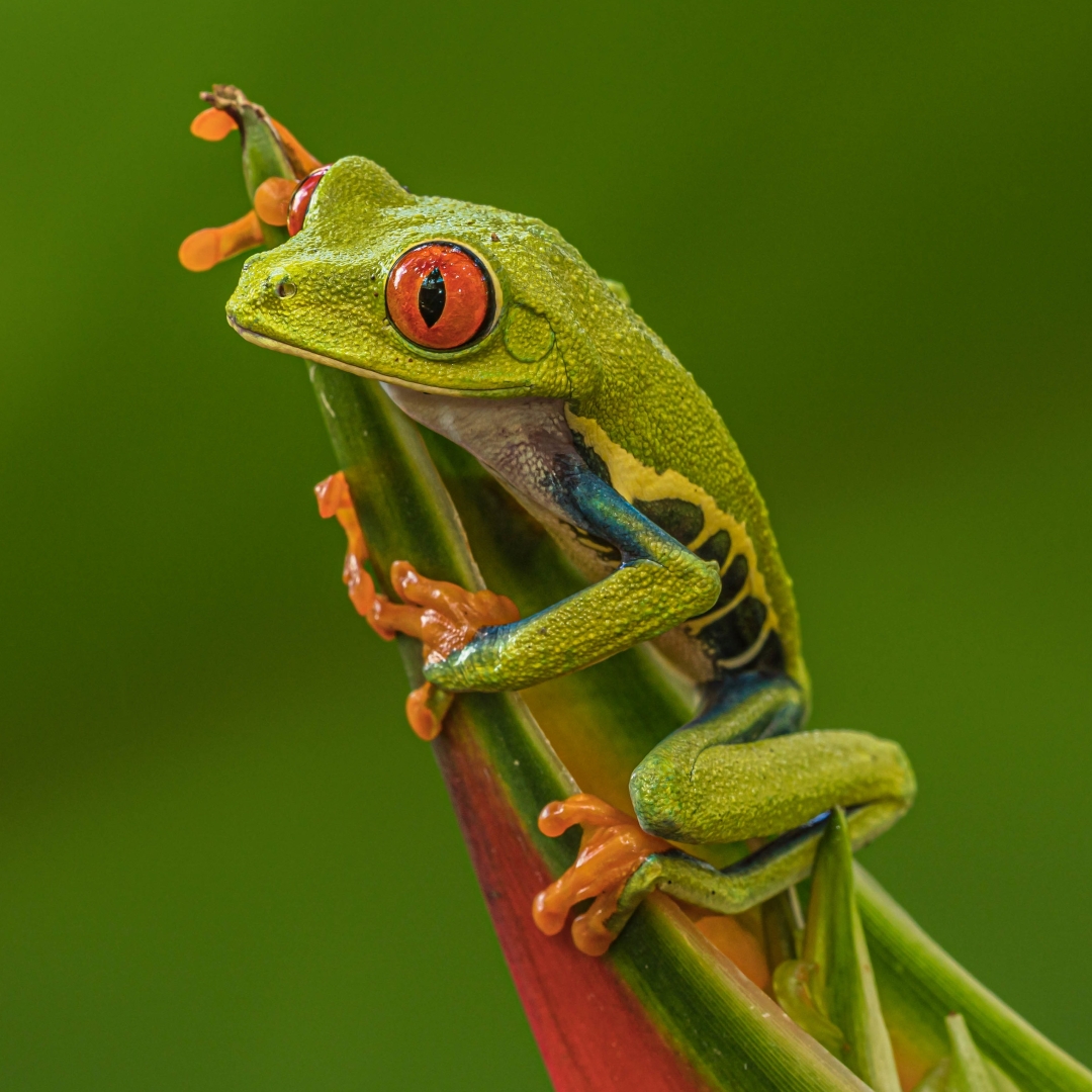 Red Eyed Tree Frog Pfp