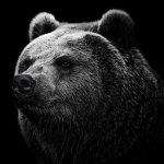 Download Animal Bear PFP