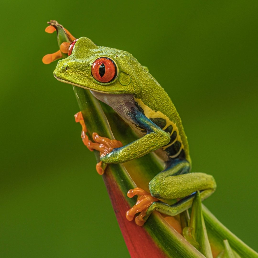 Red Eyed Tree Frog PFP