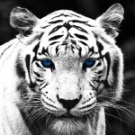 Download Animal White Tiger PFP
