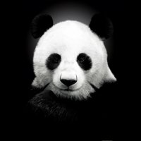 80+ Panda pfp