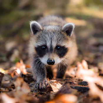 Animal raccoon PFP