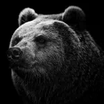 Animal bear PFP