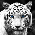 Animal white tiger PFP