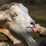 Download Animal Goat PFP
