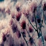 Download Nature Plant PFP