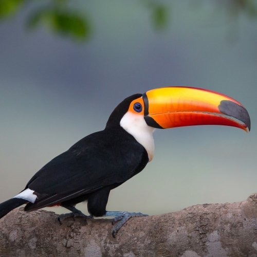 Toucan PFP