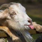 Animal goat PFP