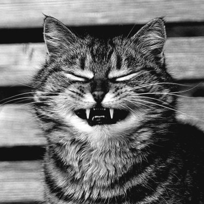 Black-and-white monochrome forum avatar pfp of a tabby cat with narrowed eyes and bared fangs, high-contrast fur and whiskers.