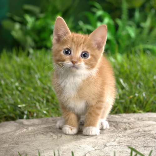Profile photo of an orange and white kitten standing on a stone with green grass and foliage in the background.