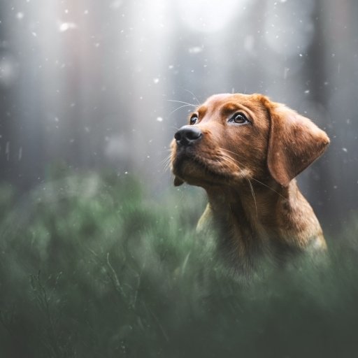 Download Baby Animal Animal Puppy PFP