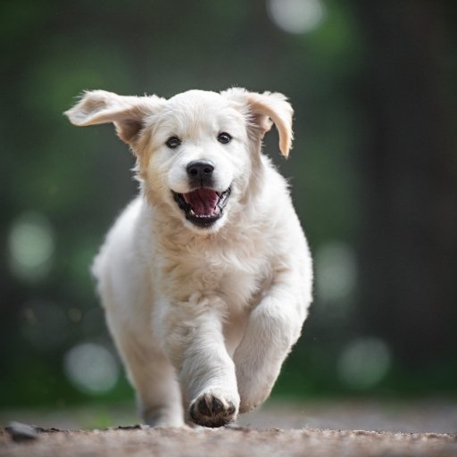 Download Baby Animal Puppy Animal Golden Retriever PFP