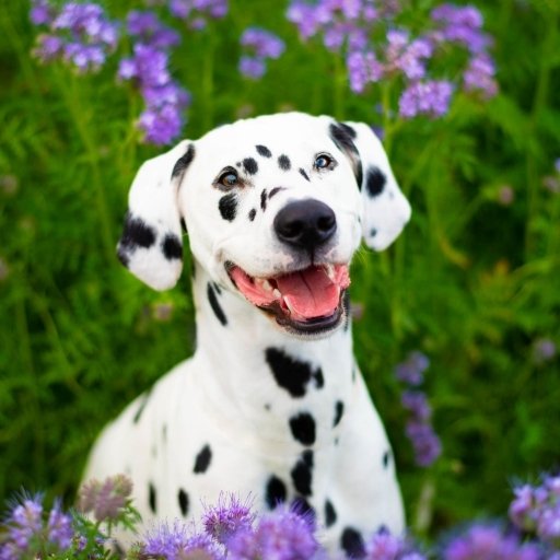 Dalmatian PFP