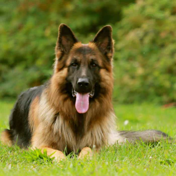 German Shepherd PFP