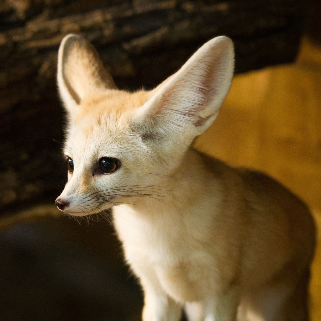 Download Animal Fennec Fox PFP