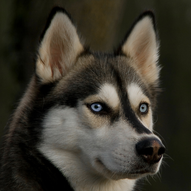 Portrait of Siberian Husky