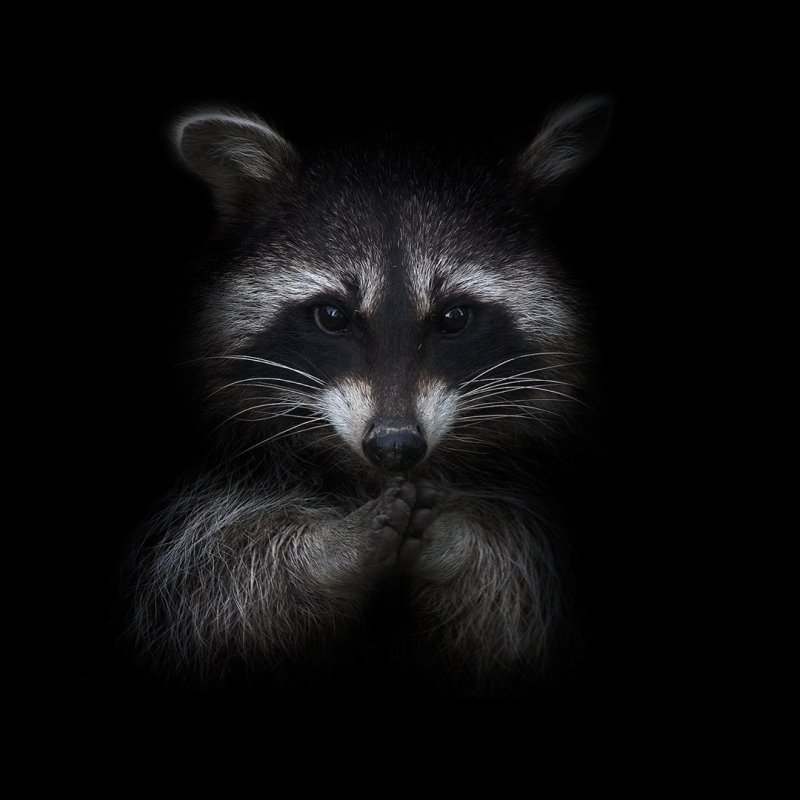 Download Animal Raccoon PFP