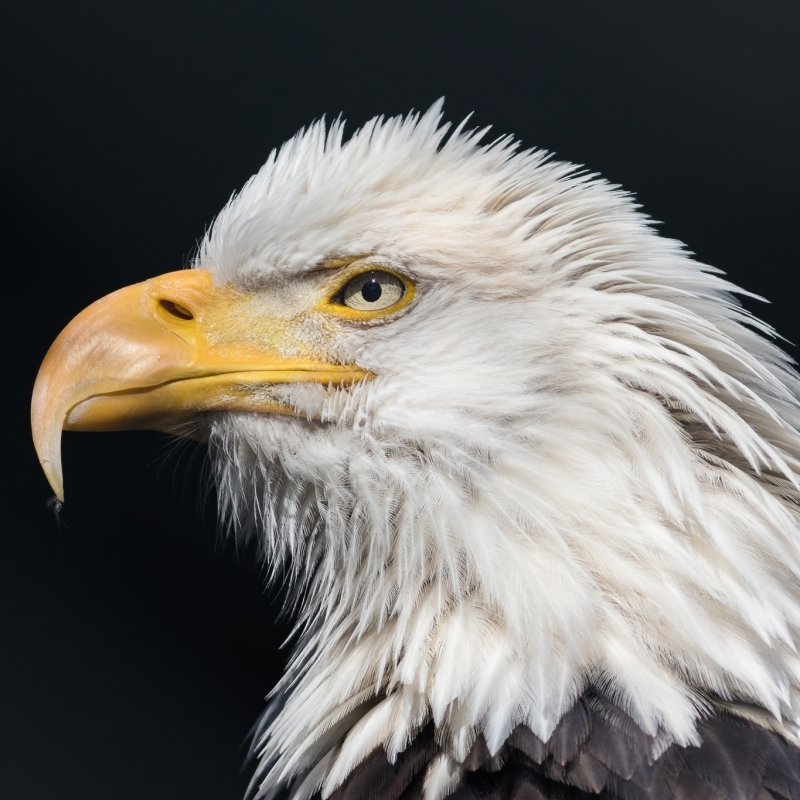 Download Bird Of Prey Beak Eagle Animal Bald Eagle PFP