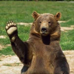 Animal bear PFP