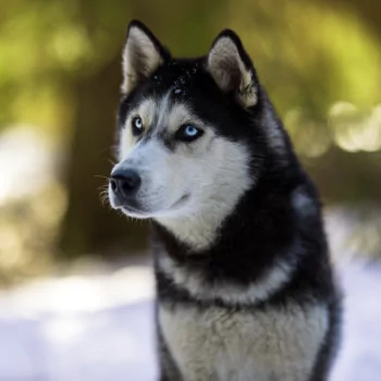Animal husky PFP