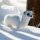 ferret