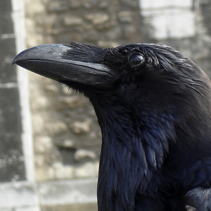 Crow Pfp