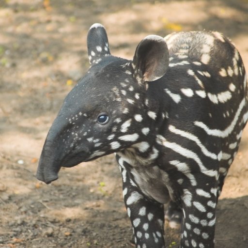 Tapir - Desktop Wallpapers, Phone Wallpaper, PFP, Gifs, and More!