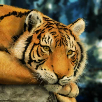 Animal tiger PFP