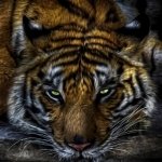 Download Animal Tiger PFP