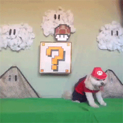 Download Mushroom Dog Funny Mario PFP