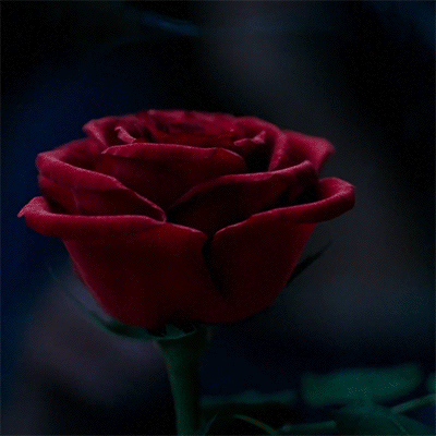 Download Rose Movie Beauty And The Beast (2017) PFP