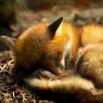 Download Animal Fox PFP