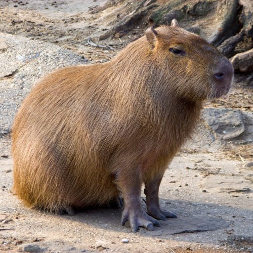 Forum avatar showing a capybara sitting on sandy ground, side profile with coarse brown fur and visible webbed feet.