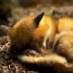 Animal fox PFP