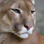 Animal cougar PFP