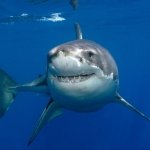 Great White Shark 4k Wallpapers