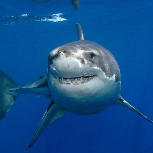 Download Animal Great White Shark PFP