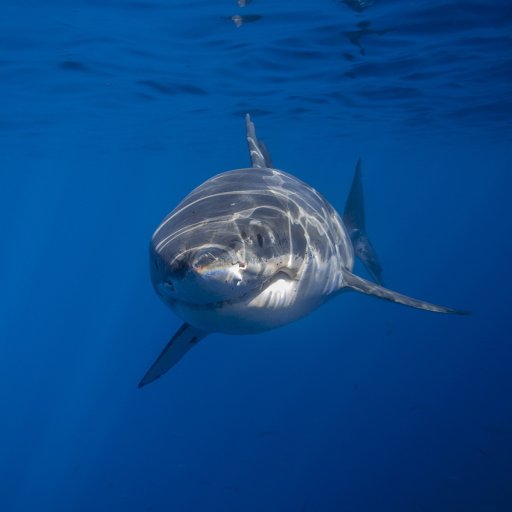 Download Animal Shark PFP