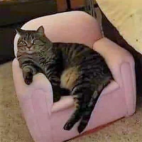 armchair humor Animal cat PFP