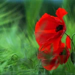 nature poppy PFP