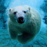 Polar Bear Pfp