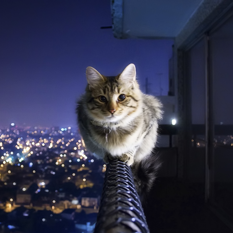 Cat Balancing Act