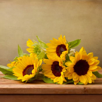 nature sunflower PFP
